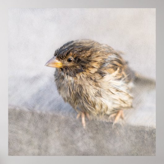 Sparrow - Wettervorhersage Epic Versag Poster (Vorne)