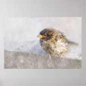 Sparrow - Wettervorhersage Epic Versag Poster (Vorne)