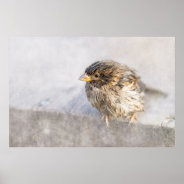 Sparrow - Wettervorhersage Epic Versag Poster