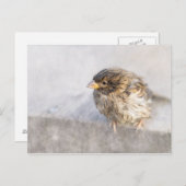 Sparrow - Wettervorhersage Epic Versag Postkarte (Vorne/Hinten)