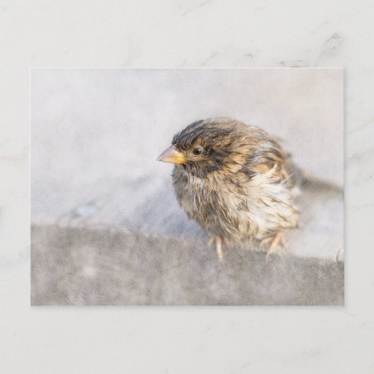 Sparrow - Wettervorhersage Epic Versag Postkarte (Vorderseite)