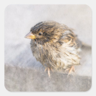 Sparrow - Wettervorhersage Epic Versag Quadratischer Aufkleber