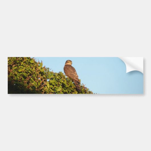 Sparrowhawa Autoaufkleber (Vorne)