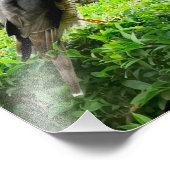 Sparrowhawawak in meinem Garten Fotodruck (Ecke)