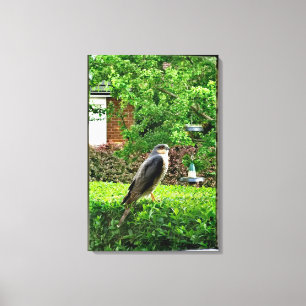 Sparrowhawawak in meinem Garten Leinwanddruck