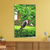 Sparrowhawawak in meinem Garten Leinwanddruck (Insitu (Wohnzimmer))