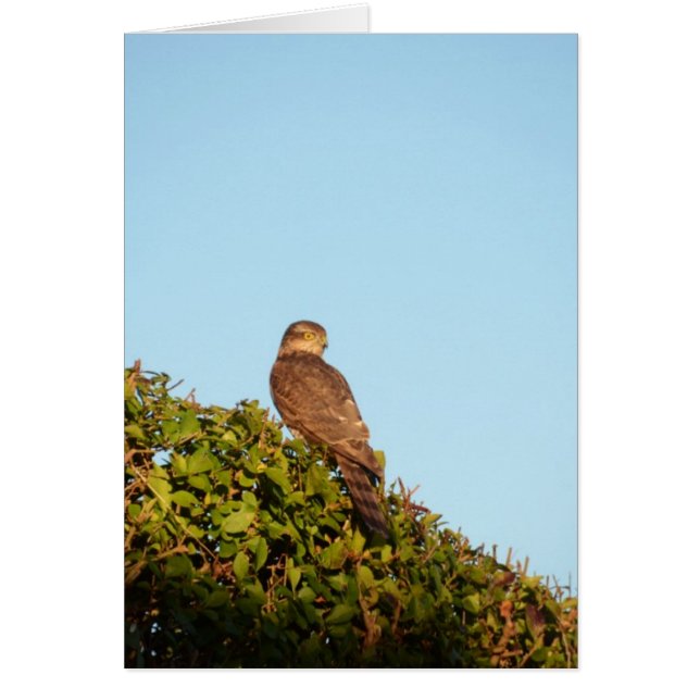 Sparrowhawk (Vorne)