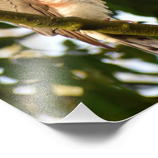 Sparrowhawk Fotodruck (Ecke)