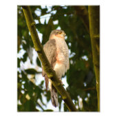 Sparrowhawk Fotodruck (Vorne)