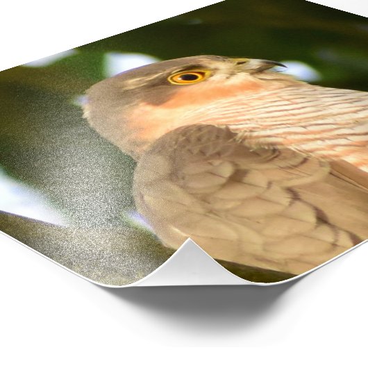 Sparrowhawk Fotodruck (Ecke)