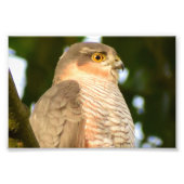 Sparrowhawk Fotodruck (Vorne)