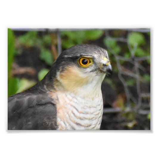 Sparrowhawk Fotodruck (Vorne)