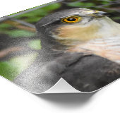 Sparrowhawk Fotodruck (Ecke)