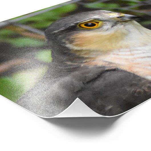 Sparrowhawk Fotodruck (Ecke)