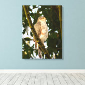 Sparrowhawk Leinwanddruck (Insitu (Holzboden))