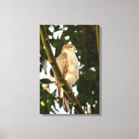 Sparrowhawk Leinwanddruck (Vorderseite)