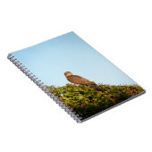 Sparrowhawk Notizblock (Rechte Seite)