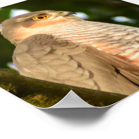 Sparrowhawk Poster (Ecke)