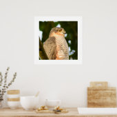 Sparrowhawk Poster (Küche)