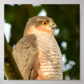 Sparrowhawk Poster (Vorne)