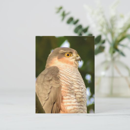 Sparrowhawk Postkarte (Stehend Vorderseite)