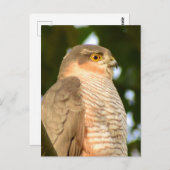 Sparrowhawk Postkarte (Vorne/Hinten)
