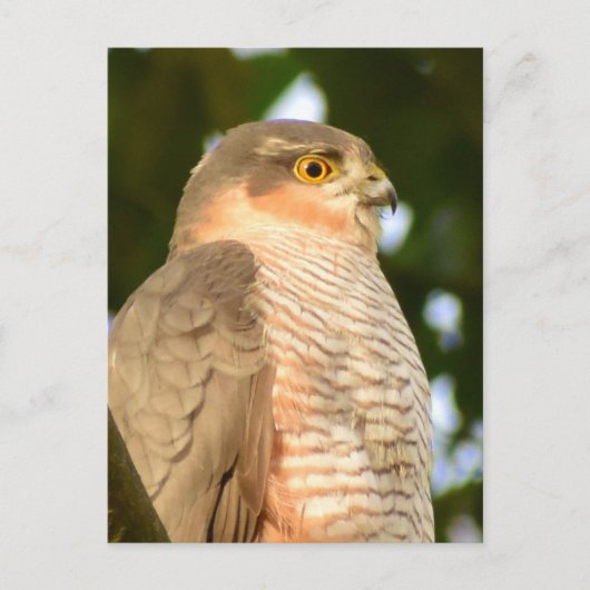 Sparrowhawk Postkarte (Vorderseite)