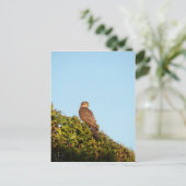 Sparrowhawk Postkarte (Stehend Vorderseite)