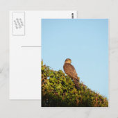 Sparrowhawk Postkarte (Vorne/Hinten)