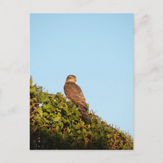 Sparrowhawk Postkarte (Vorderseite)