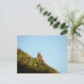 Sparrowhawk Postkarte (Stehend Vorderseite)