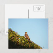 Sparrowhawk Postkarte (Vorne/Hinten)