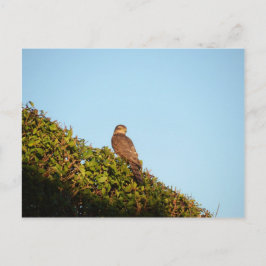 Sparrowhawk Postkarte
