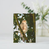 Sparrowhawk Postkarte (Stehend Vorderseite)