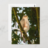 Sparrowhawk Postkarte (Vorne/Hinten)