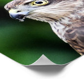 Sparrowhawk Print, Value Poster Paper (Matte) (Ecke)