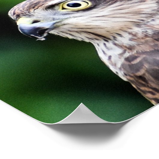 Sparrowhawk Print, Value Poster Paper (Matte) (Ecke)