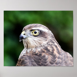 Sparrowhawk Print, Value Poster Paper (Matte)