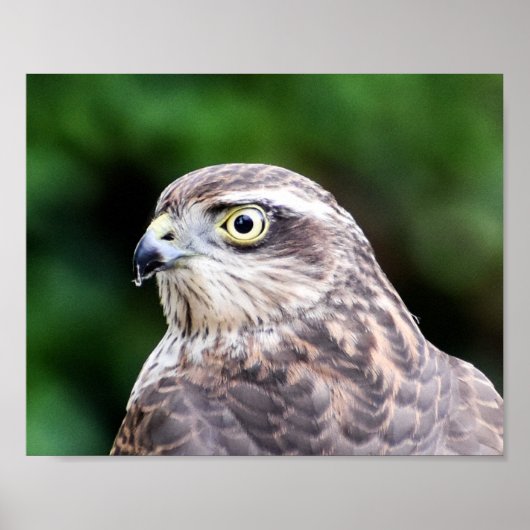 Sparrowhawk Print, Value Poster Paper (Matte) (Vorne)