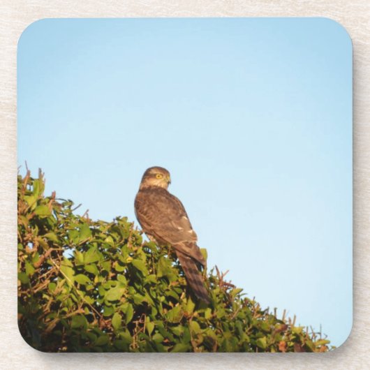 Sparrowhawk Untersetzer (Vorderseite)