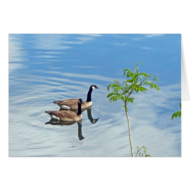 Spaß beim Schwimmen (Vorderseite (Horizontal))