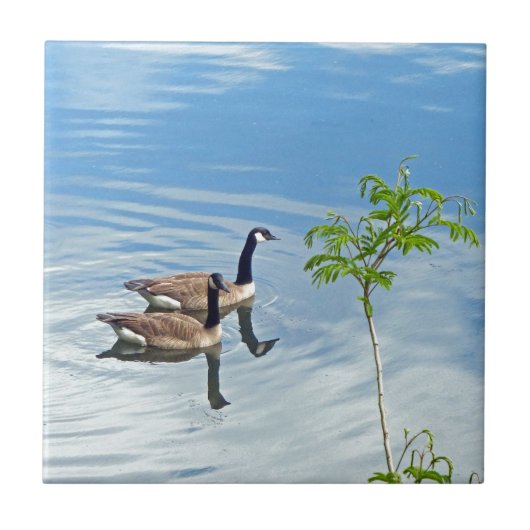 Spaß beim Schwimmen Fliese (Vorderseite)