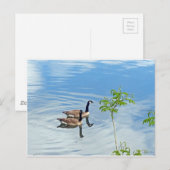 Spaß beim Schwimmen Postkarte (Vorne/Hinten)