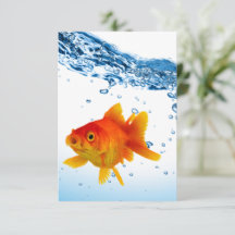 Spaß Einzigartiges Goldfish Fisch-Wasser