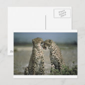 Spaß mit Cheetahs! Postkarte (Vorne/Hinten)