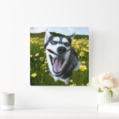 Spaß sibirischer Husky in der Wildblumen Uhr (Zuhause)
