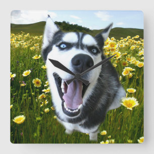 Spaß sibirischer Husky in der Wildblumen Uhr
