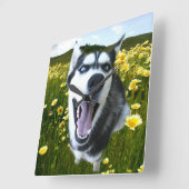 Spaß sibirischer Husky in der Wildblumen Uhr (Winkel)