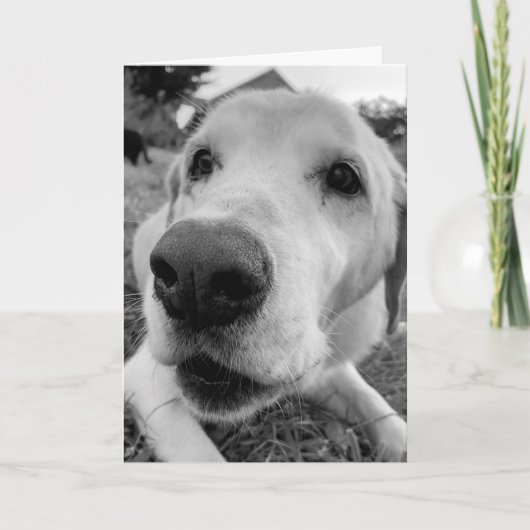 Spaß und bis nahen Ed der alte gelbe Labrador Karte (Vorderseite)