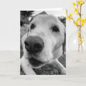 Spaß und bis nahen Ed der alte gelbe Labrador Karte (Gelbe Blume)